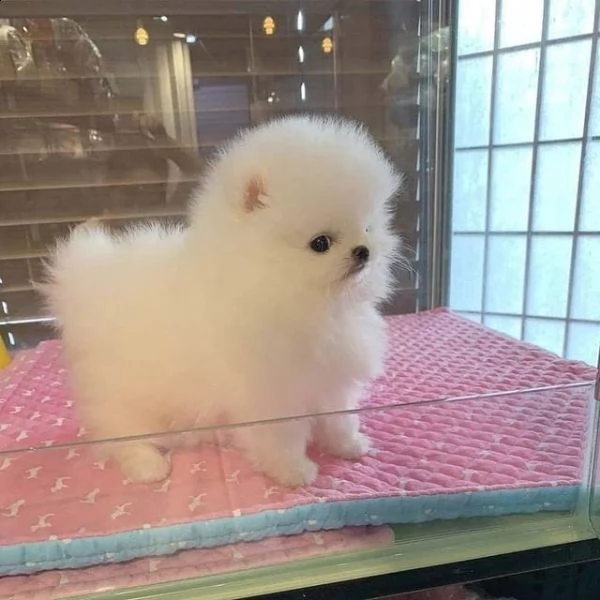 regalo pomerania cuccioli (maschio e femmina)