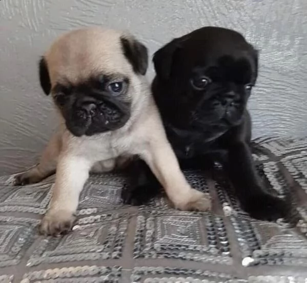 vendita cucciolo belissimi cuccioli di carlino