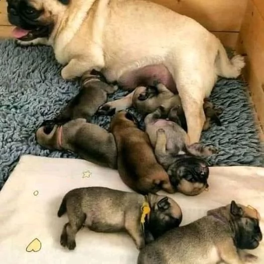 vendita cucciolo belissimi cuccioli di carlino | Foto 0