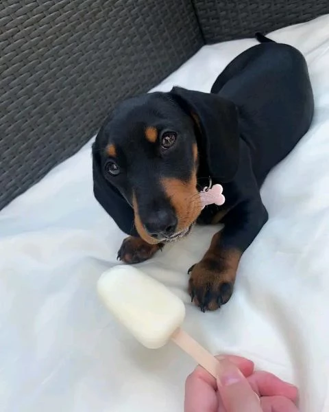 cucciolo di bassotto