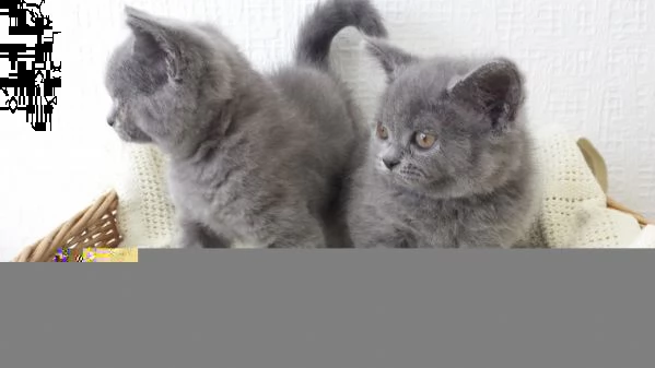 digitare meravigliosi gattini british in regalo