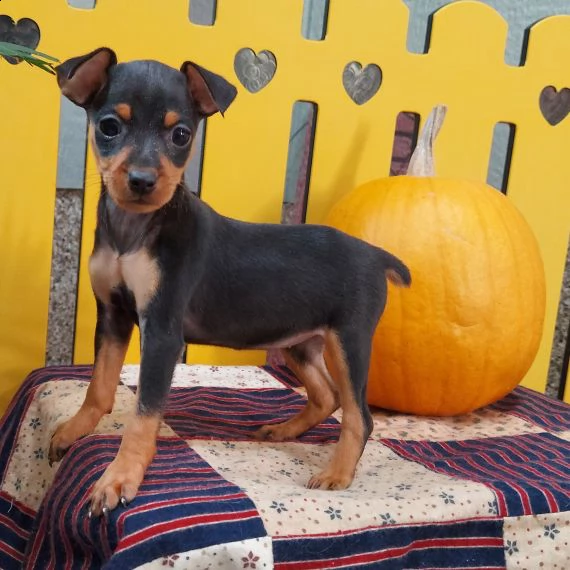regalo cuccioli di pinscher...