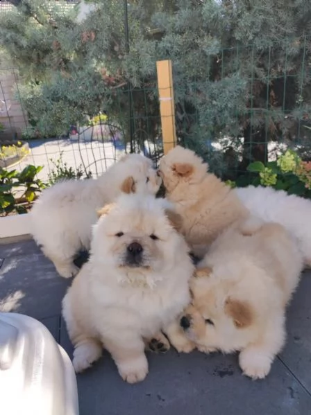 fantastici chow chow maschi e femmine creme | Foto 4