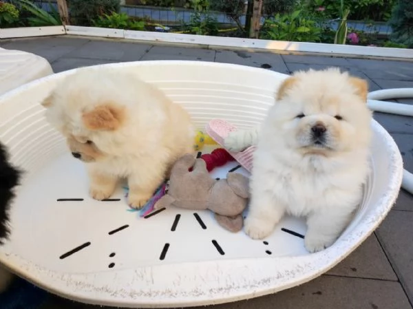 fantastici chow chow maschi e femmine creme | Foto 2