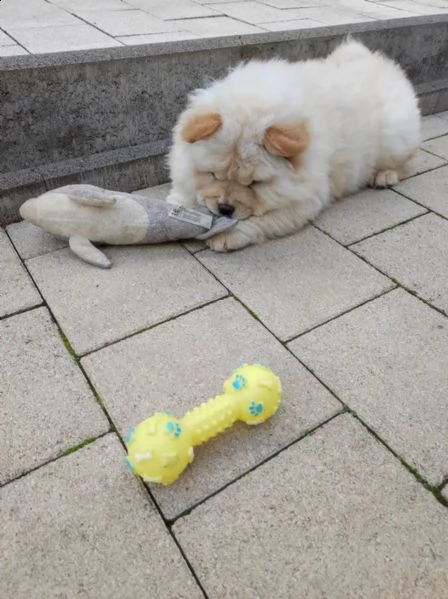 fantastici chow chow maschi e femmine creme