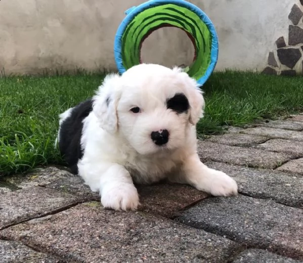 meravigliosa cucciolata | Foto 2