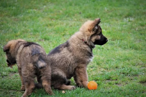 simpatici e adorabili cuccioli di pastore tedesco | Foto 2