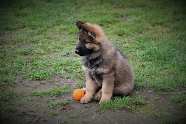 simpatici e adorabili cuccioli di pastore tedesco | Foto 1