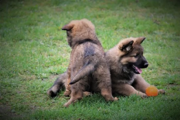 simpatici e adorabili cuccioli di pastore tedesco | Foto 0