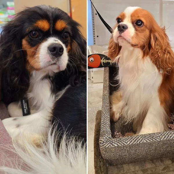 Cuccioli di Cavalier King Charles Spaniel  | Foto 19