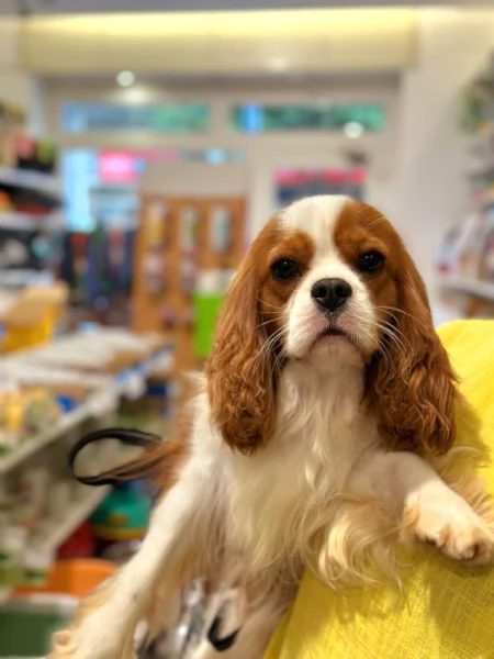 Cuccioli di Cavalier King Charles Spaniel  | Foto 18
