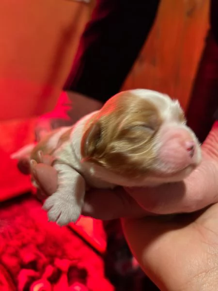 Cuccioli di Cavalier King Charles Spaniel  | Foto 17