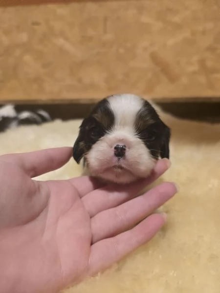 Cuccioli di Cavalier King Charles Spaniel  | Foto 15