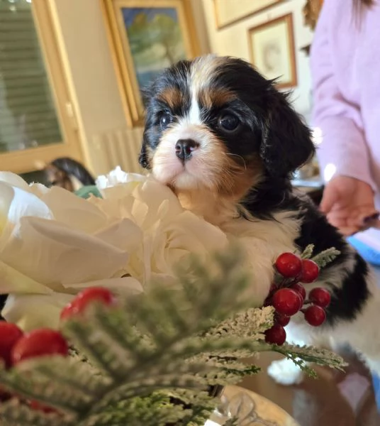 Cuccioli di Cavalier King Charles Spaniel 
