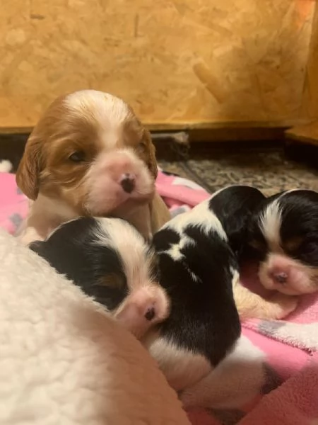 Cuccioli di Cavalier King Charles Spaniel  | Foto 14
