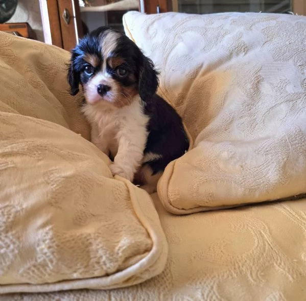 Cuccioli di Cavalier King Charles Spaniel  | Foto 11
