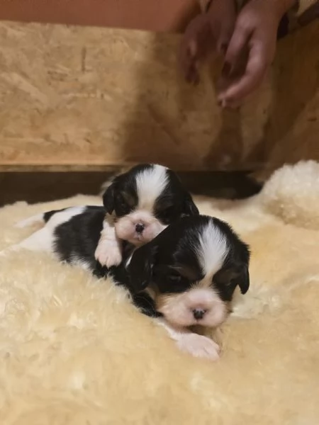 Cuccioli di Cavalier King Charles Spaniel  | Foto 10