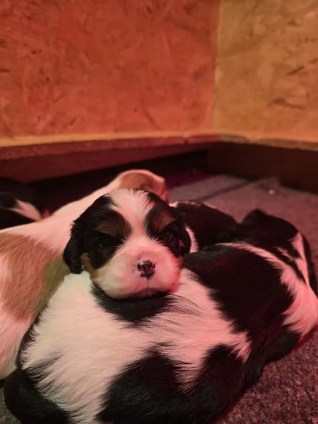 Cuccioli di Cavalier King Charles Spaniel  | Foto 8