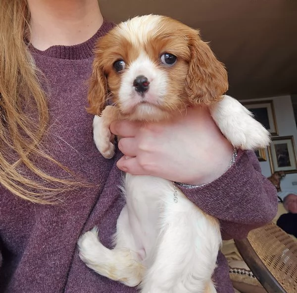 Cuccioli di Cavalier King Charles Spaniel  | Foto 7