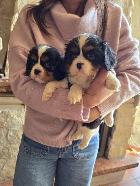 Cuccioli di Cavalier King Charles Spaniel  | Foto 6