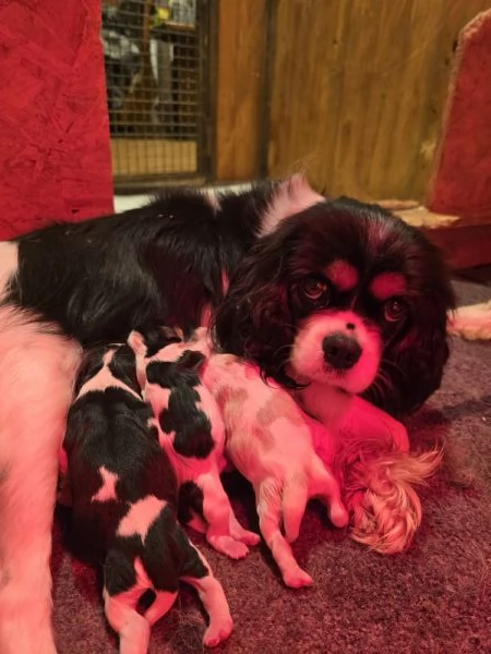 Cuccioli di Cavalier King Charles Spaniel  | Foto 5