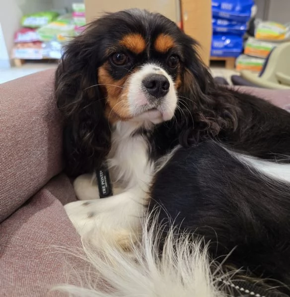 Cuccioli di Cavalier King Charles Spaniel  | Foto 4