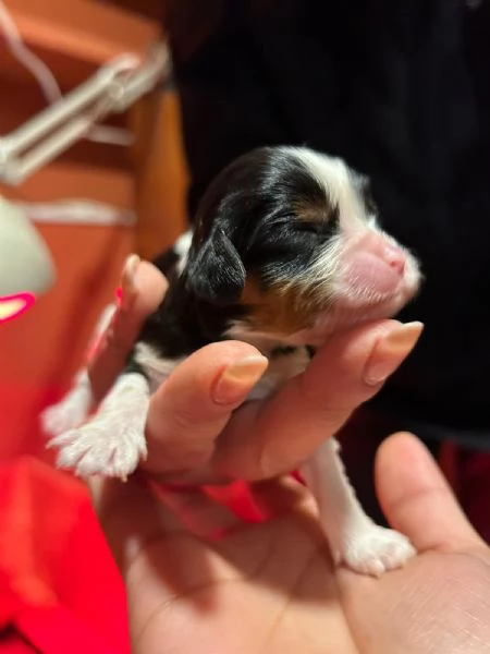 Cuccioli di Cavalier King Charles Spaniel  | Foto 3
