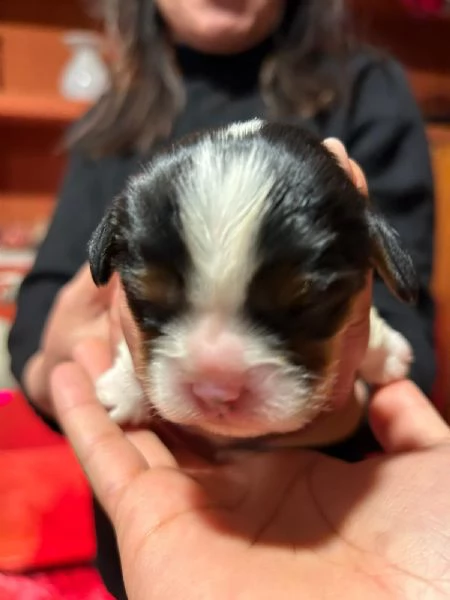 Cuccioli di Cavalier King Charles Spaniel  | Foto 2