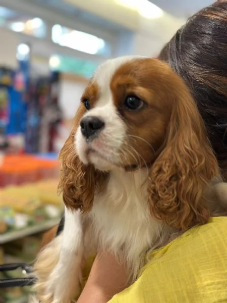 Cuccioli di Cavalier King Charles Spaniel  | Foto 1
