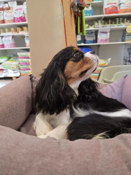 Cuccioli di Cavalier King Charles Spaniel  | Foto 0
