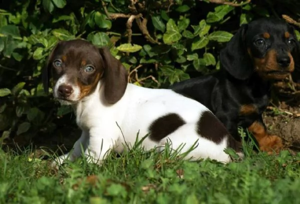 stupendi cuccioli di bassotto | Foto 4
