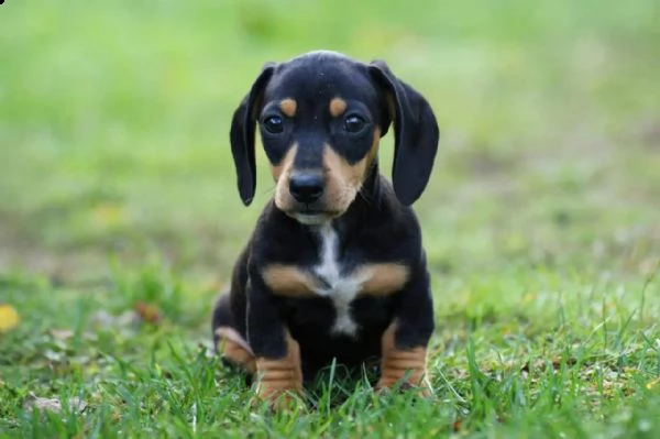 stupendi cuccioli di bassotto | Foto 3