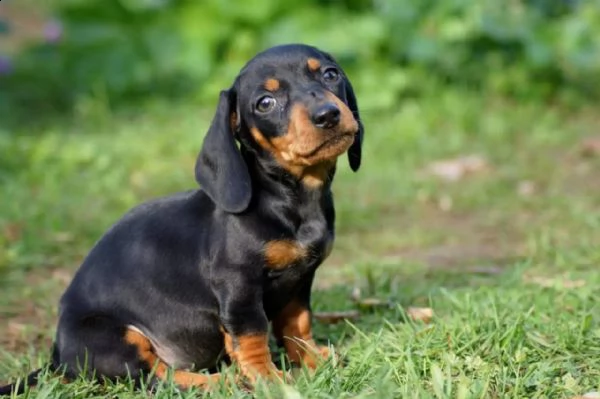 stupendi cuccioli di bassotto | Foto 1