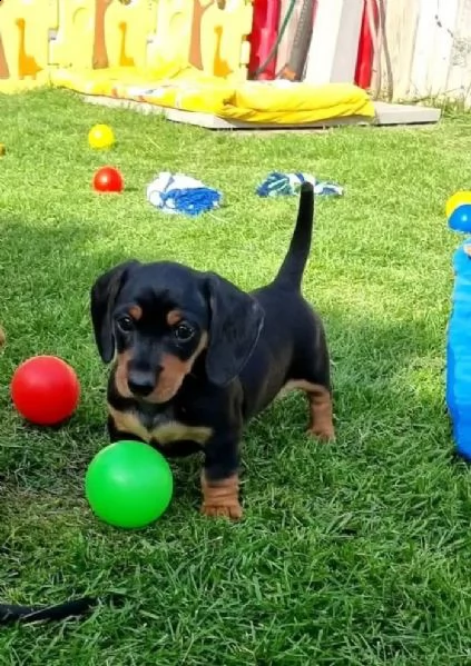 stupendi cuccioli di bassotto