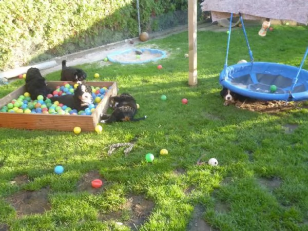 meravigliosi cuccioli di bovaro del bernese | Foto 3