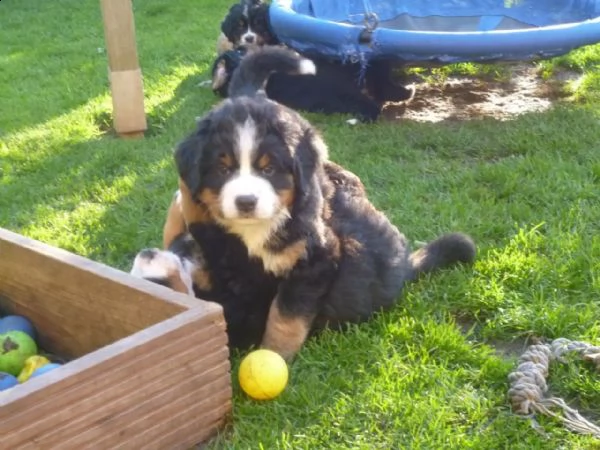 meravigliosi cuccioli di bovaro del bernese | Foto 0