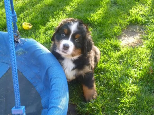 meravigliosi cuccioli di bovaro del bernese