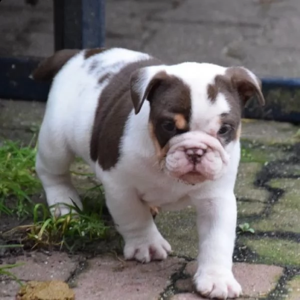 cuccioli di bulldog inglese 2 maschi 2 femmine. | Foto 4