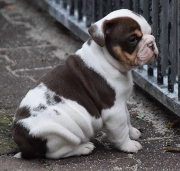 cuccioli di bulldog inglese 2 maschi 2 femmine. | Foto 3