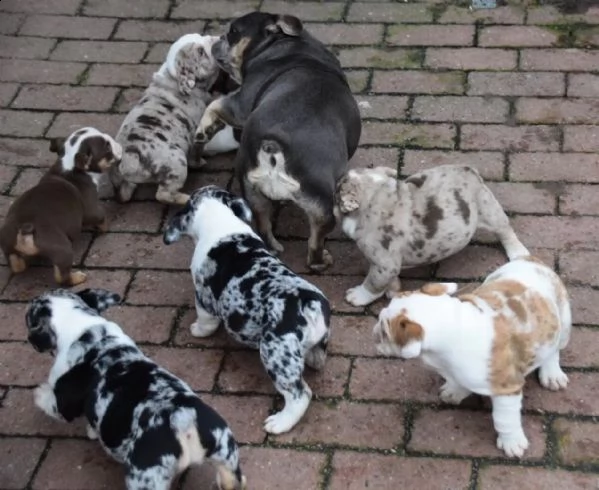 cuccioli di bulldog inglese 2 maschi 2 femmine. | Foto 1