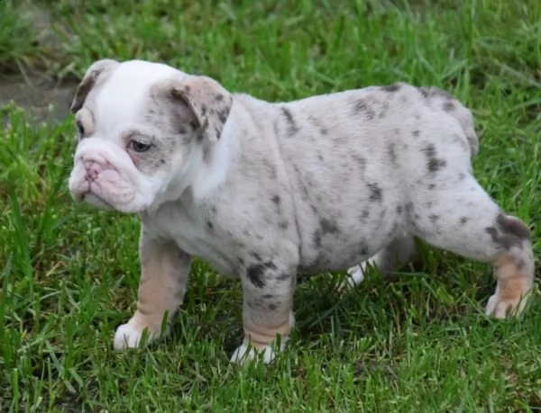 cuccioli di bulldog inglese 2 maschi 2 femmine.