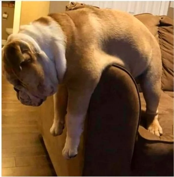 ???/regalo di razza pura regalo bulldog inglese regalo cucciolo