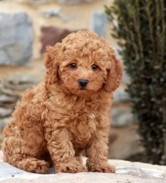 lagotto romagnolo 4 anni maschio 