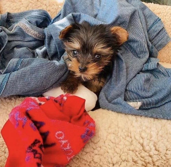 mini bellissimi cuccioli di yorkie | Foto 0