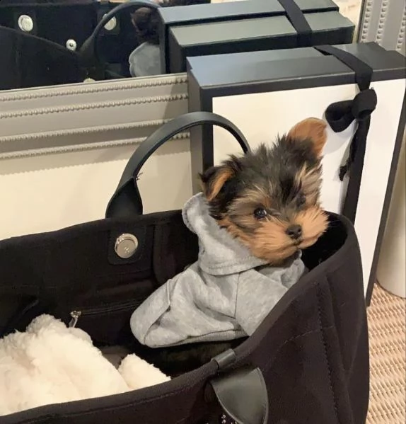 mini bellissimi cuccioli di yorkie