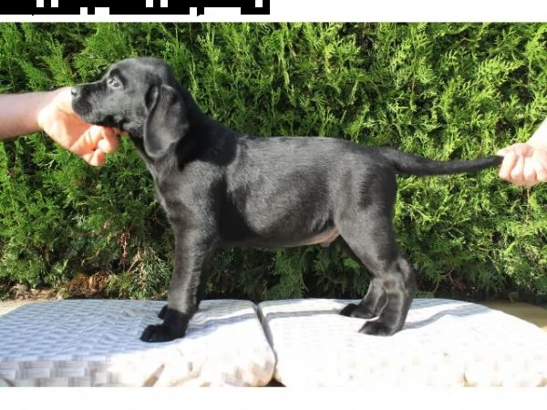 disponibili cuccioli di labrador retriever