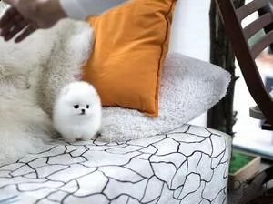 splendidi cuccioli di pomerania bianchi