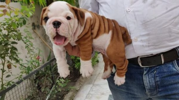 regalo cuccioli bulldog inglese per l'adozione
