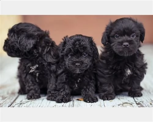  cuccioli barboncino toy maschi femmine3