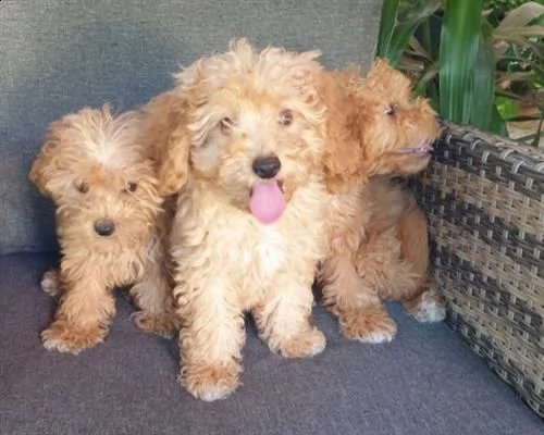  cuccioli barboncino toy maschi femmine4